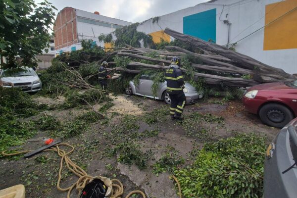 Bomberos de la CDMX retiran 20 árboles caídos en seis alcaldías por lluvias