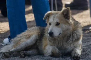 Especialistas alertan sobre la importancia de completar el esquema de vacunación en perros y gatos
