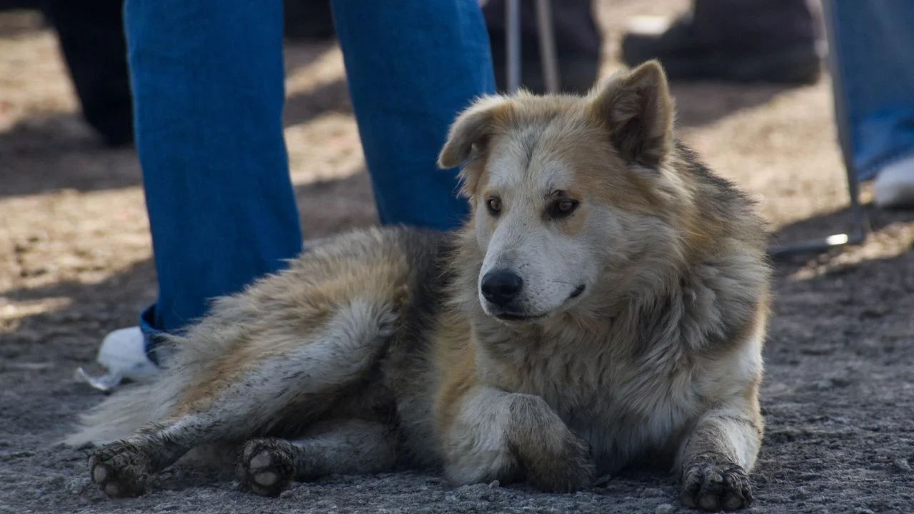 Especialistas alertan sobre la importancia de completar el esquema de vacunación en perros y gatos
