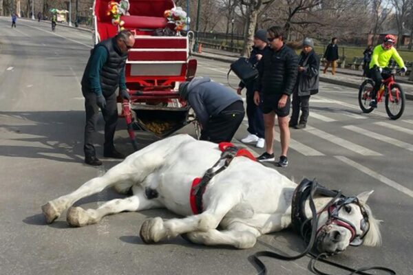 Suspenden paseos en carruajes de Central Park tras muerte de turista