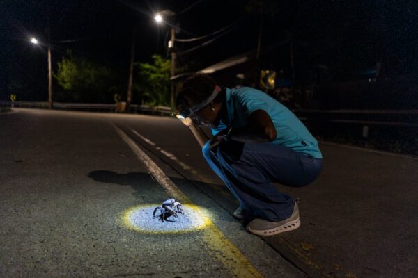 Rescatan jaguar en Tamaulipas y reportan avistamiento de cocodrilo en Guerrero; conmemoran Día del Medio Ambiente