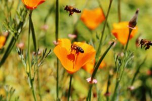 Lanza México campaña nacional para proteger a las abejas de la varroasis