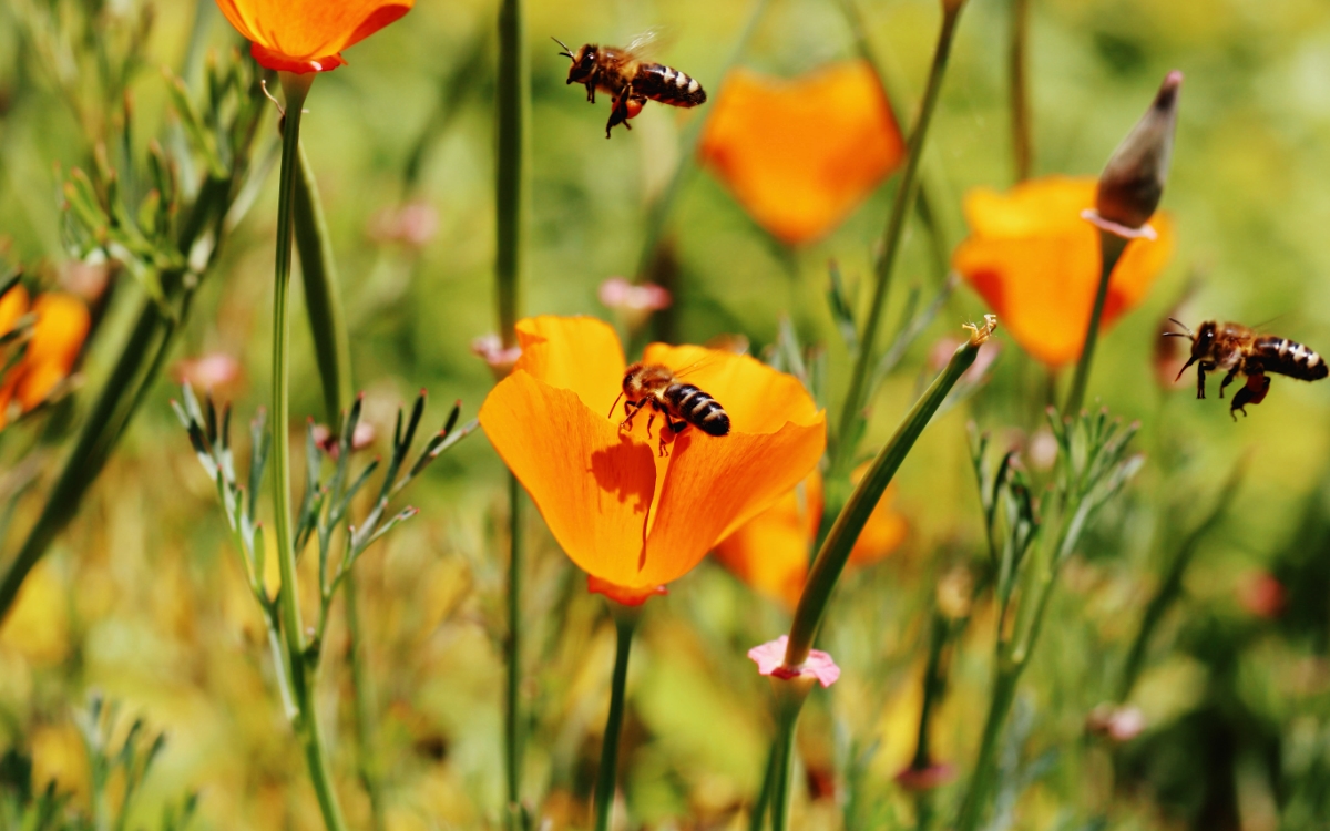 Lanza México campaña nacional para proteger a las abejas de la varroasis