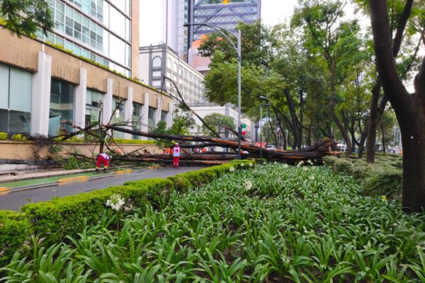 Lluvias en CDMX activan Operativo Tlaloque 2.0; caen 56 árboles y cuatro espectaculares