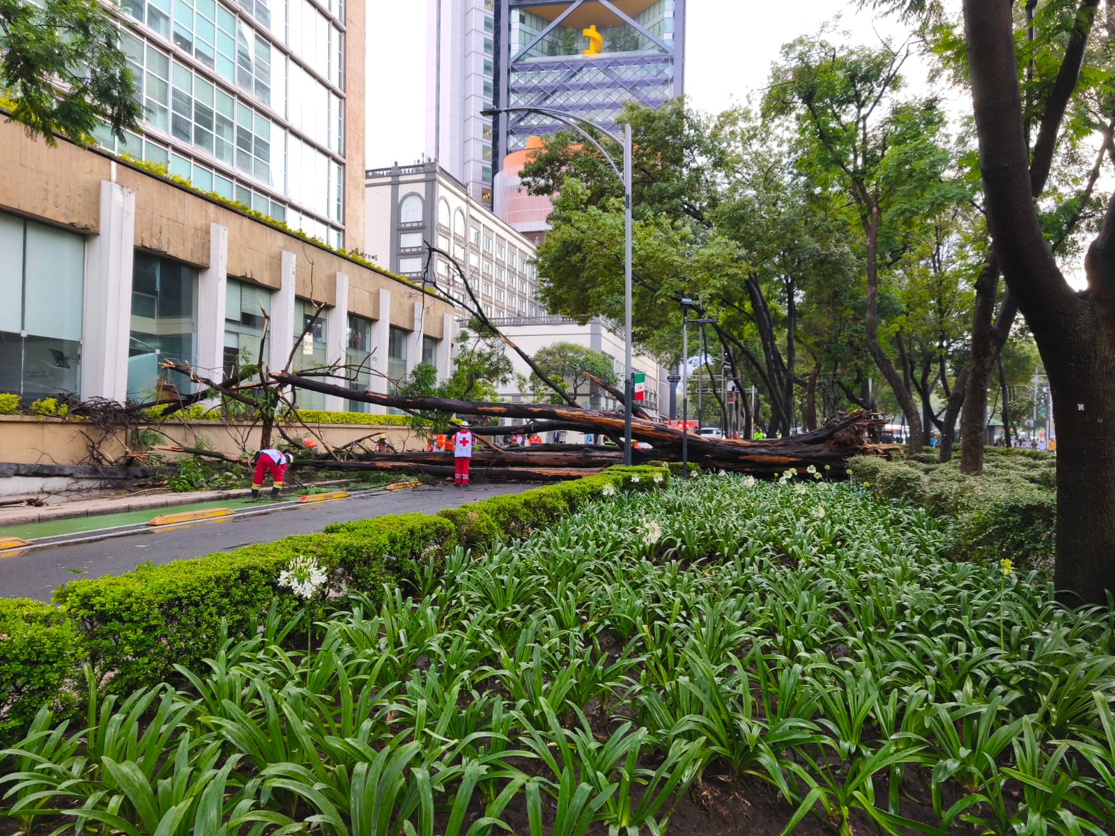 Lluvias en CDMX activan Operativo Tlaloque 2.0; caen 56 árboles y cuatro espectaculares