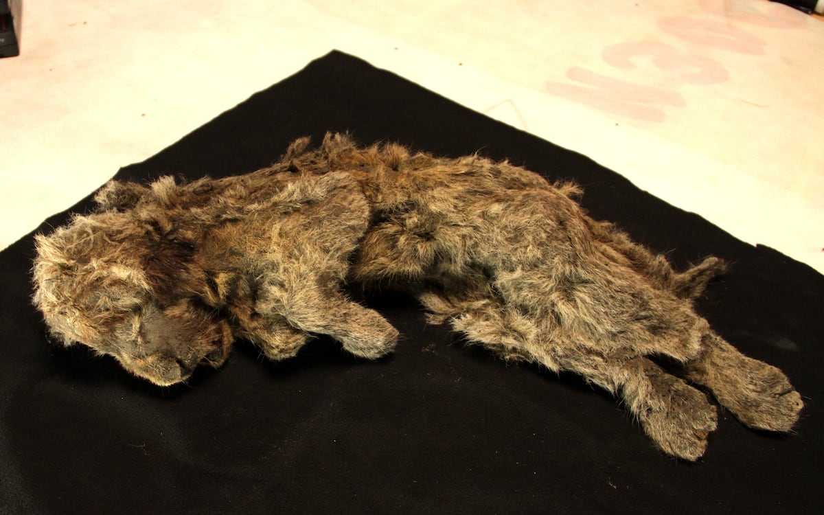Estudio de ADN confirma que el león de las cavernas era una especie independiente