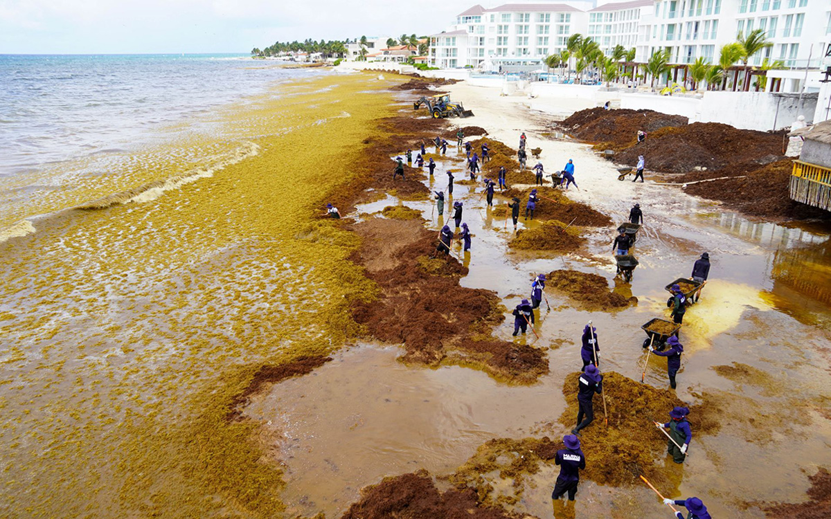 Impulsan industria para aprovechar el sargazo como materia prima en el Caribe Mexicano