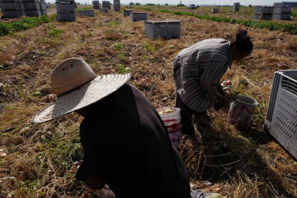 Vinculan alta incidencia de Parkinson en el Valle del Río Grande con exposición a pesticidas