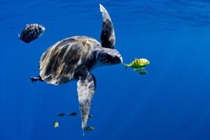 Gobierno de Trump inicia desmantelamiento de red de instrumentos oceanográficos para investigación climática