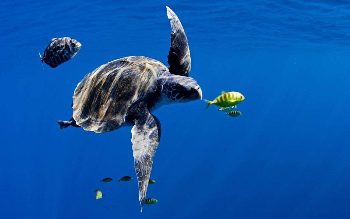 Gobierno de Trump inicia desmantelamiento de red de instrumentos oceanográficos para investigación climática