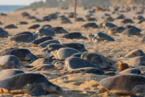 Michoacán libera más de 6.7 millones de crías de tortuga marina en temporada 2025-2026