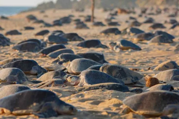 Michoacán libera más de 6.7 millones de crías de tortuga marina en temporada 2025-2026