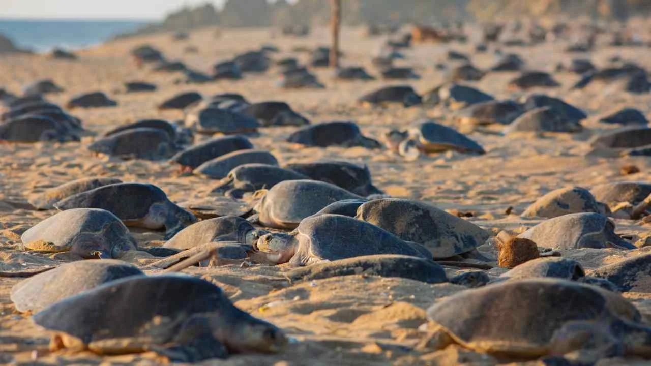 Michoacán libera más de 6.7 millones de crías de tortuga marina en temporada 2025-2026