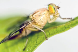 Baja California Sur mantiene estatus de zona libre de mosca de la fruta desde hace año y medio