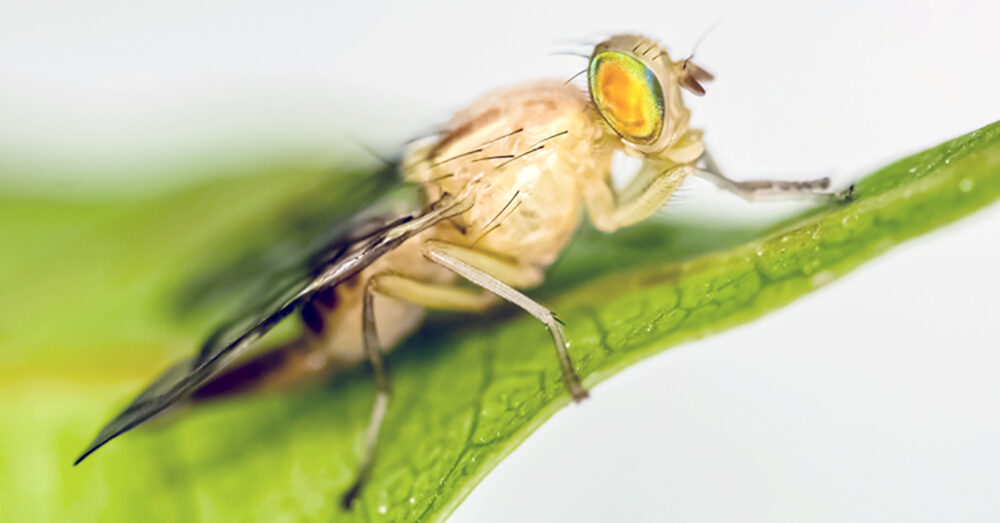 Baja California Sur mantiene estatus de zona libre de mosca de la fruta desde hace año y medio
