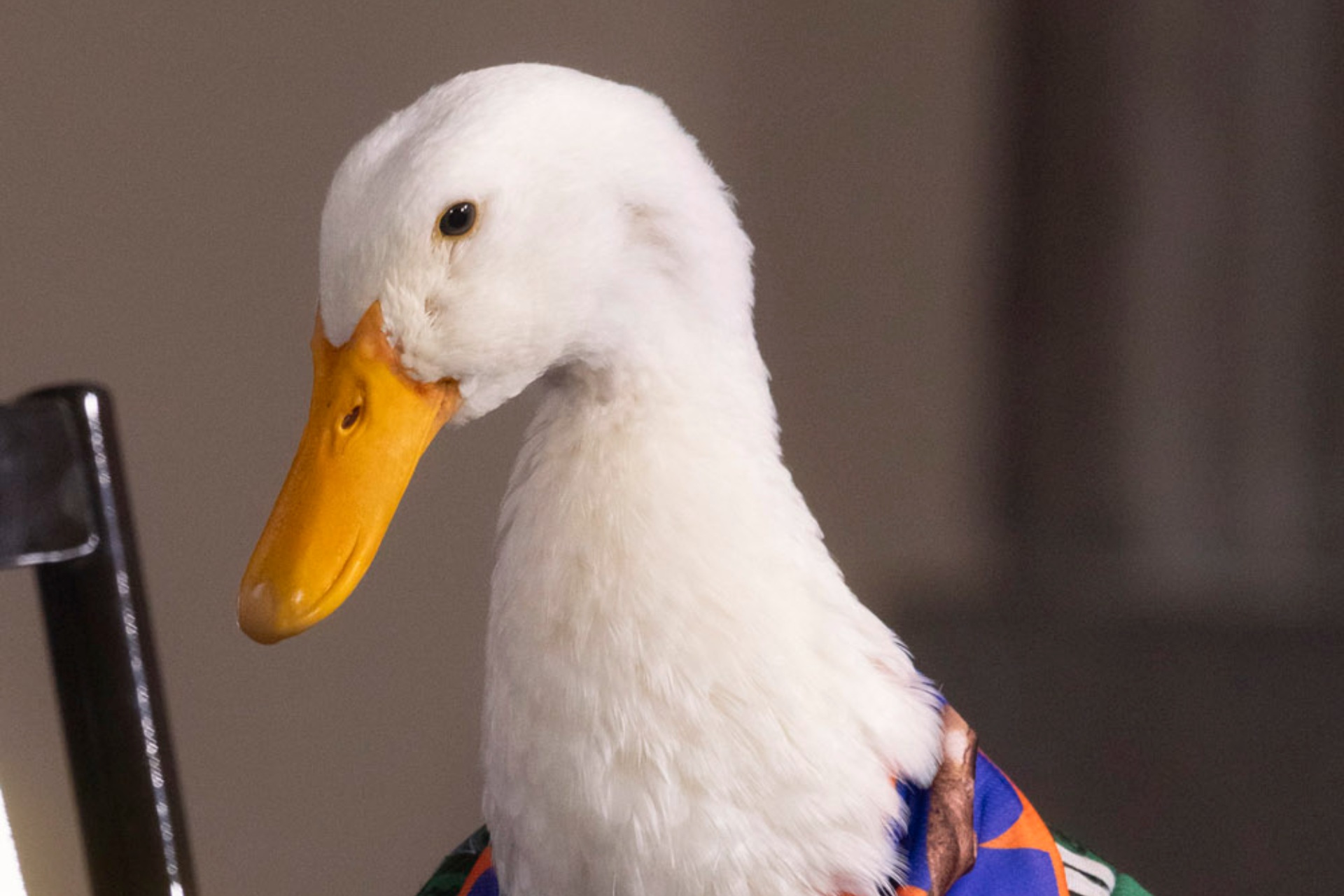 Intentan registrar marca del pato Merlín antes que sus dueños en Yucatán