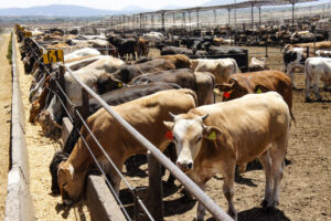 USDA confirma primer caso de gusano barrenador en ganado bovino en EE.UU. desde 1976