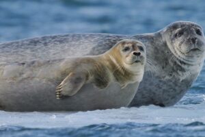 Gripe aviar H5 mata a más de 13 mil crías de elefante marino en islas australianas