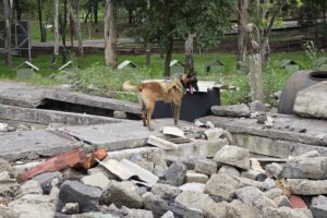 Ejército Mexicano demuestra capacidades de binomios caninos en búsqueda de personas atrapadas
