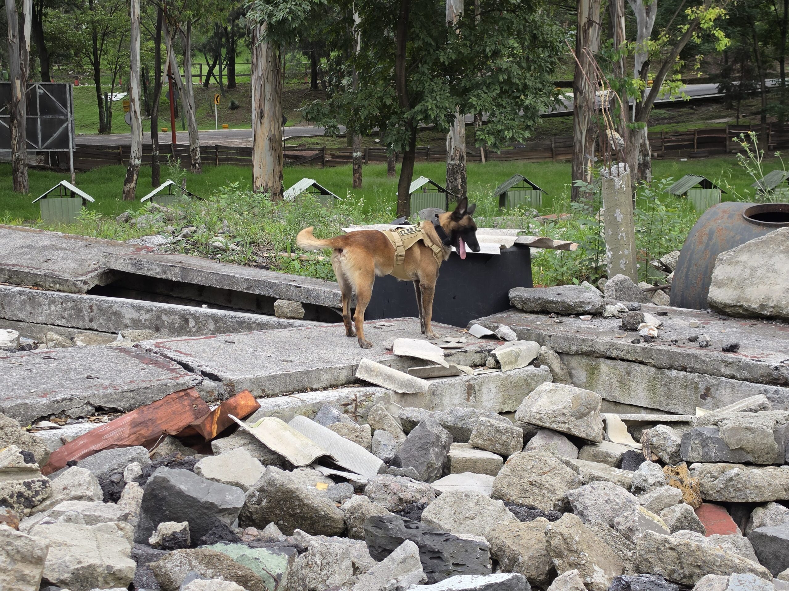 Ejército Mexicano demuestra capacidades de binomios caninos en búsqueda de personas atrapadas