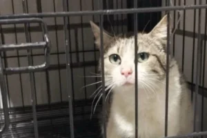 Rescatan a gata lesionada en azotea de la colonia Doctores