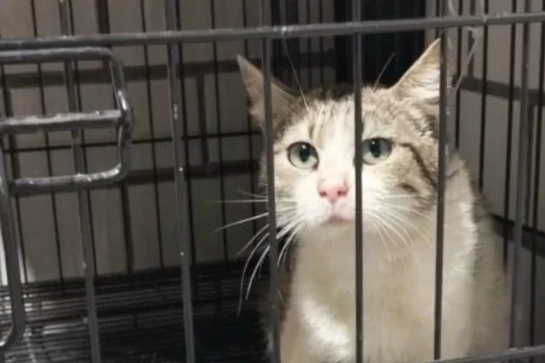 Rescatan a gata lesionada en azotea de la colonia Doctores
