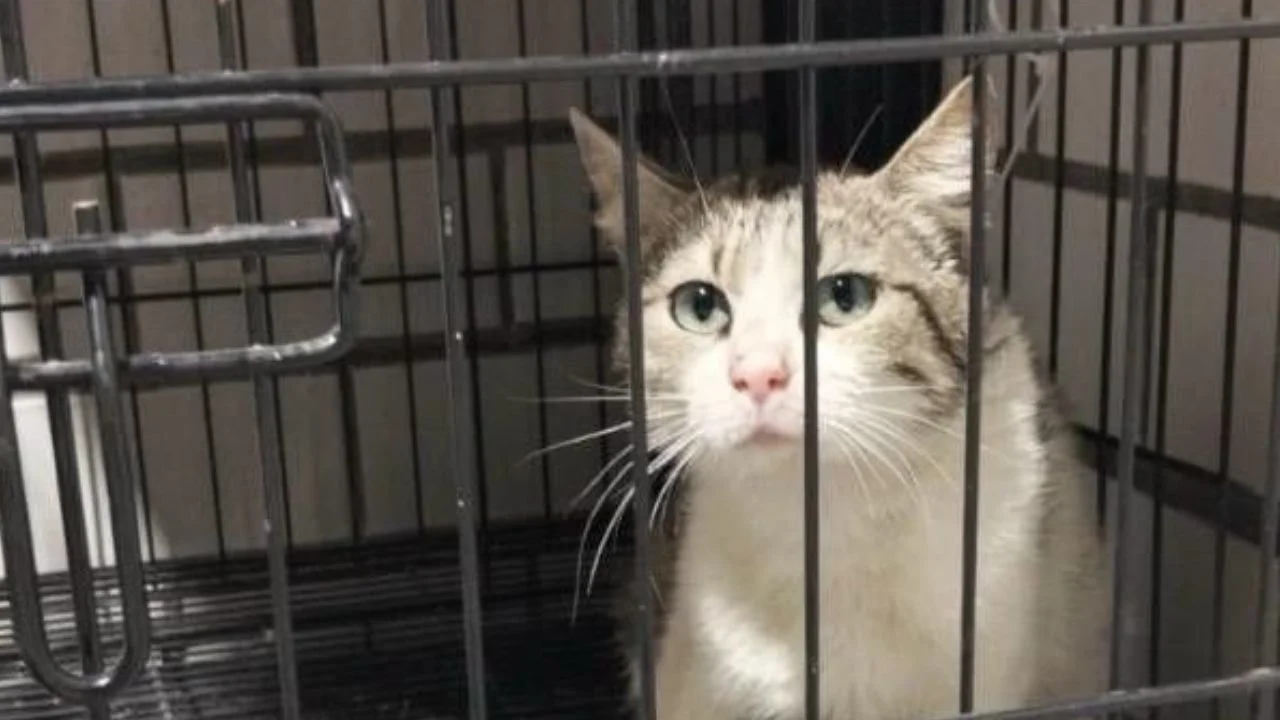 Rescatan a gata lesionada en azotea de la colonia Doctores