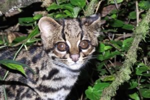 Registran por primera vez al gato tigre nublado en el parque Carrasco de Bolivia