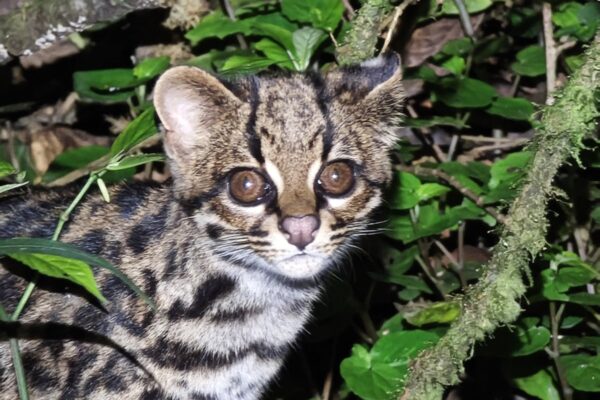 Registran por primera vez al gato tigre nublado en el parque Carrasco de Bolivia