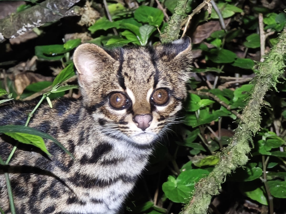 Registran por primera vez al gato tigre nublado en el parque Carrasco de Bolivia