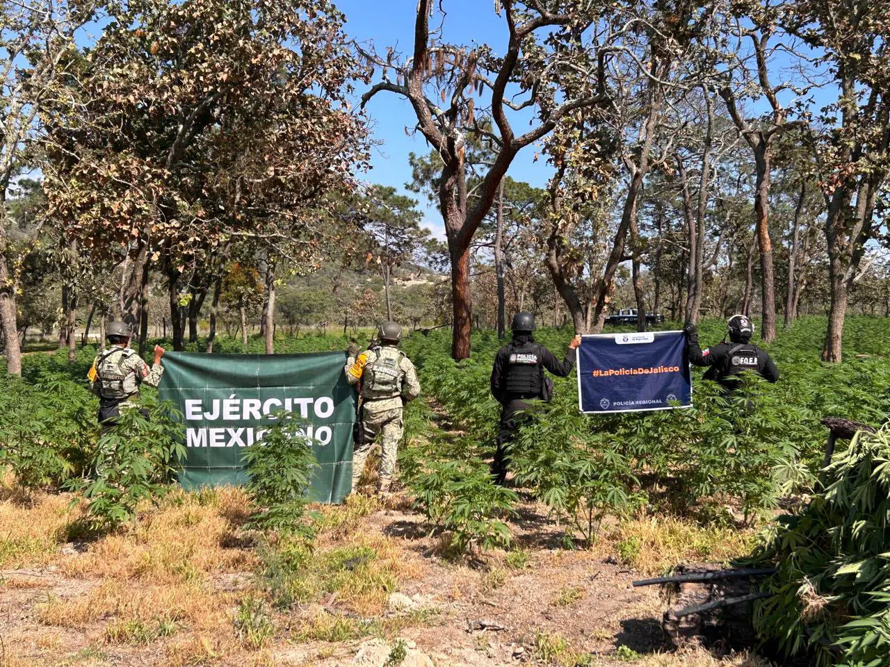 Destruyen 42 mil plantas de presunta marihuana en Tequila, Jalisco
