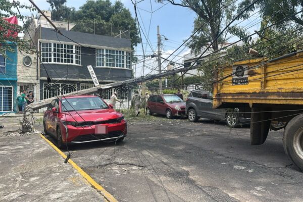 Activan Alerta Amarilla por lluvias en CDMX; árbol de 15 metros colapsa en Gustavo A. Madero