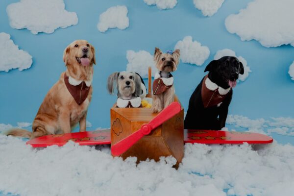 Realizarán sesión fotográfica con mascotas en Tijuana para apoyar a Fundación Karu Pet Rescue