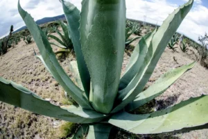 Guanajuato consolida liderazgo como segundo productor nacional de agave tequilero