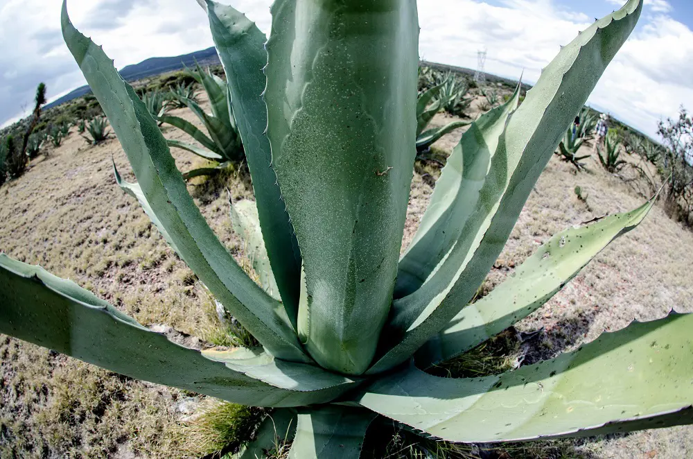 Guanajuato consolida liderazgo como segundo productor nacional de agave tequilero
