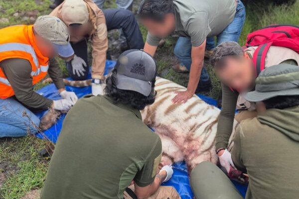 Necropsia de la UNAM revela que el tigre Kenzo murió por broncoaspiración de sangre tras disparo