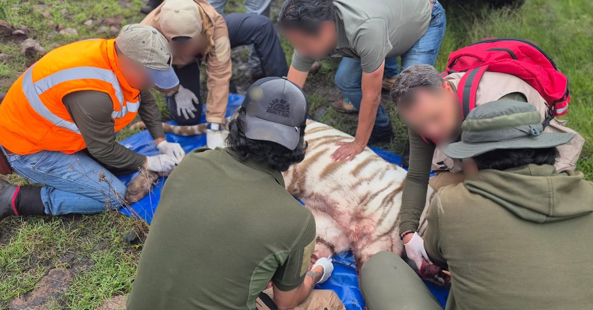 Necropsia de la UNAM revela que el tigre Kenzo murió por broncoaspiración de sangre tras disparo