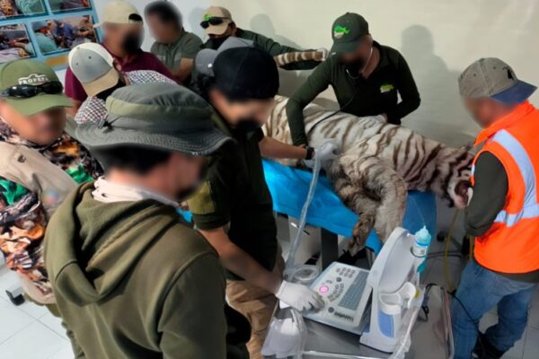 Profepa clausura temporalmente ‘Animal Experience’ tras muerte del tigre Kenzo en Edomex