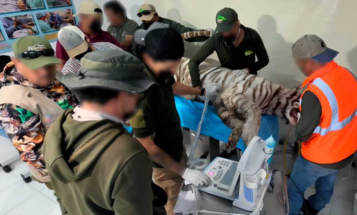 Profepa clausura temporalmente ‘Animal Experience’ tras muerte del tigre Kenzo en Edomex