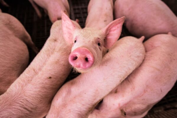 Científicos argentinos logran la primera clonación porcina para trasplantes en Latinoamérica