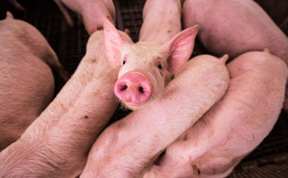 Científicos argentinos logran la primera clonación porcina para trasplantes en Latinoamérica