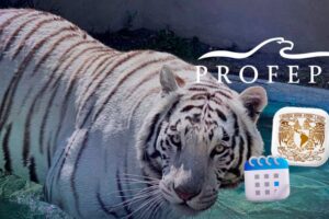 Profepa y UNAM anunciarán resultados de necropsia del tigre Kenzo la segunda semana de julio