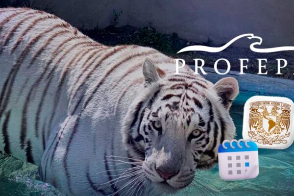 Profepa y UNAM anunciarán resultados de necropsia del tigre Kenzo la segunda semana de julio