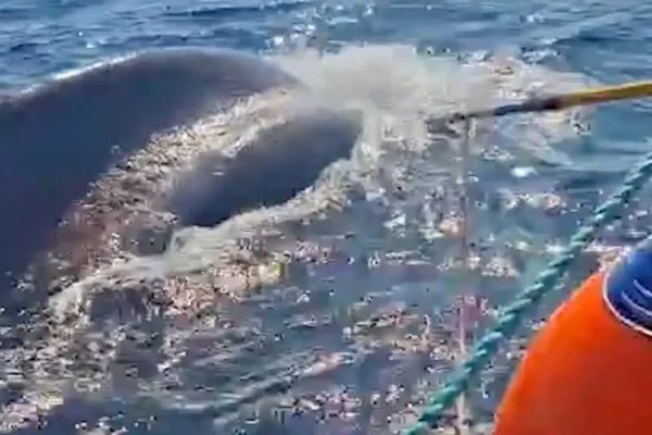 Profepa libera a ballena jorobada atrapada en red de nylon en Baja California Sur