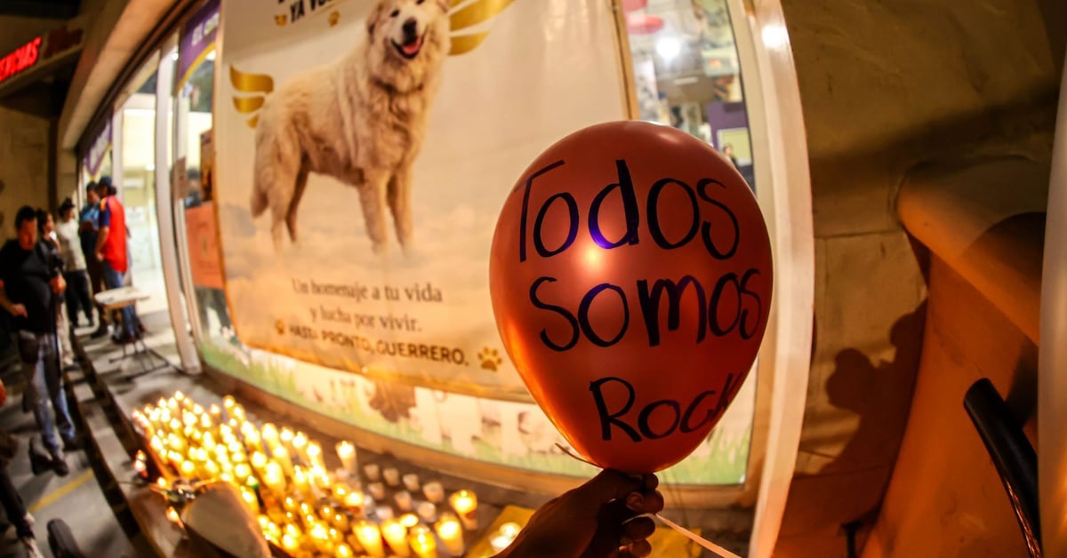 Discuten en Nuevo León la ‘Ley Rocky’ con penas de hasta 12 años por maltrato animal