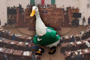 Presenta MC la ‘Ley Merlín’ para destinar ganancias de animales famosos a su bienestar