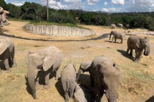 Africam Safari donará taquilla del 5 de julio a los Topos de Tlatelolco para ayuda en Venezuela