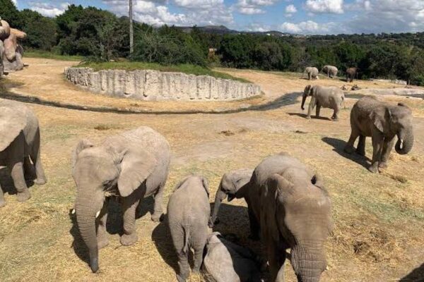 Africam Safari donará taquilla del 5 de julio a los Topos de Tlatelolco para ayuda en Venezuela
