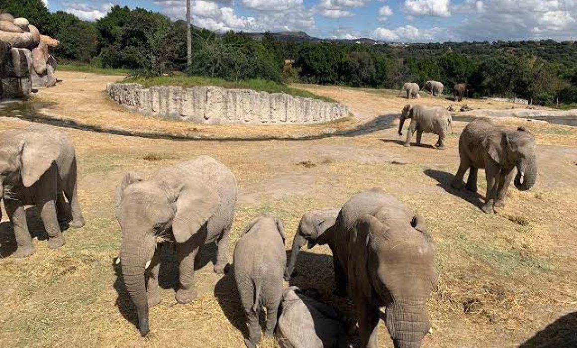 Africam Safari donará taquilla del 5 de julio a los Topos de Tlatelolco para ayuda en Venezuela