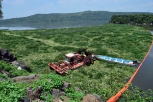 Conagua reduce 50% superficie de lirio acuático en Presa Endhó